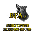 BFA Breeding Spat